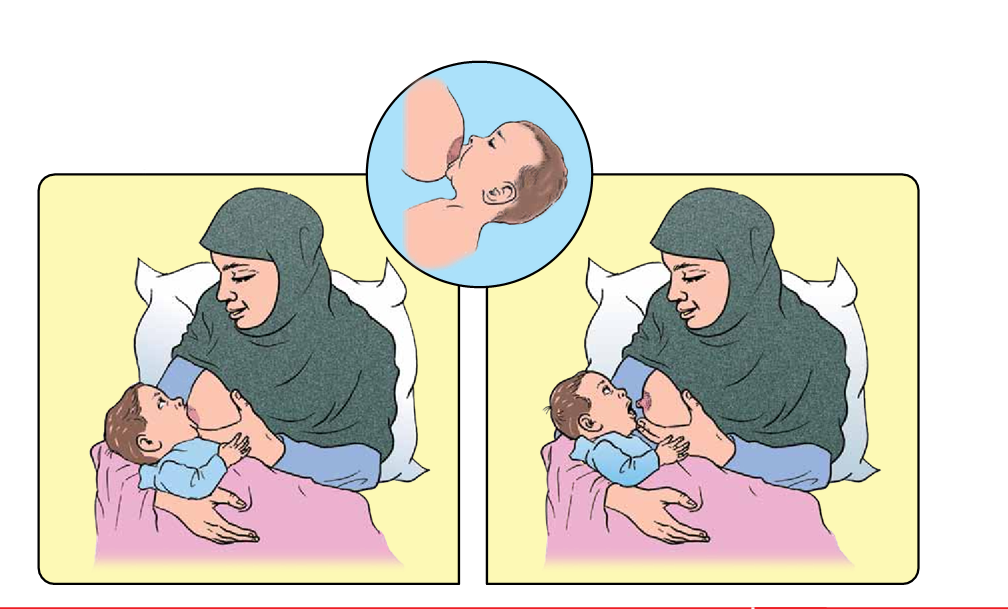 التعلق الجيد اثناء الرضاعة.png